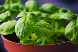 Basil plants