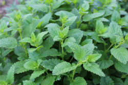 Mint plants